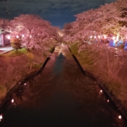 Cherry Blossoms