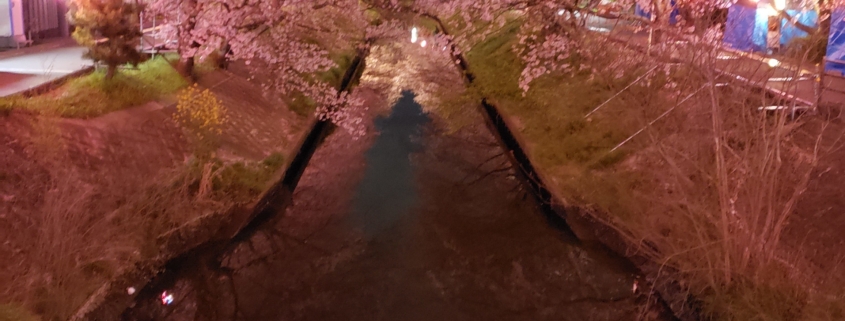 Cherry Blossoms