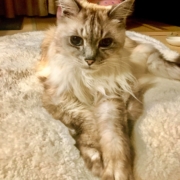 my cat