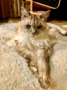 my cat