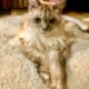 my cat