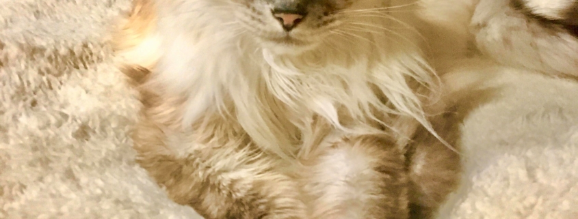 my cat